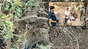 Father-son duo injured in leopard encounter near Sanjay Gandhi National Park