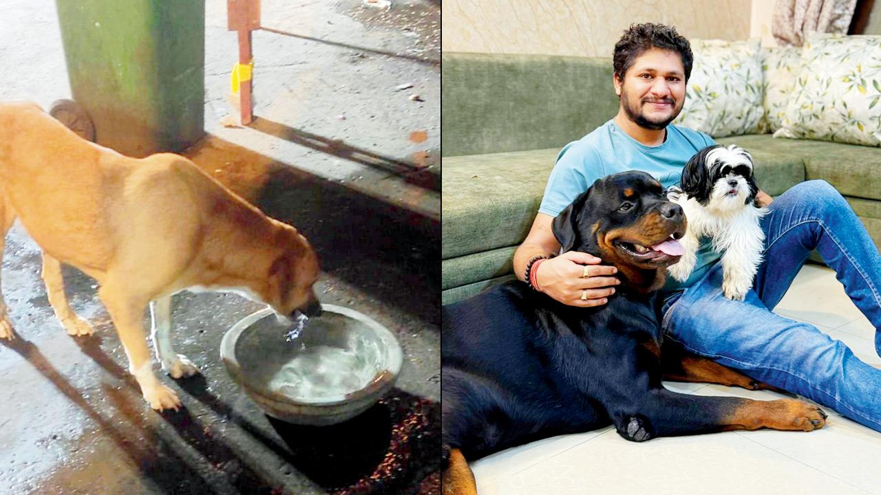A dog drinks water from a bowl. Pics courtesy/Trimurti Paws