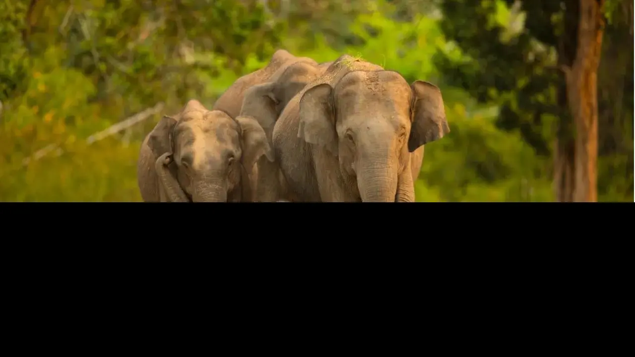 Chennai temple opts for mechanical elephant; here's the Sonu Sood connection