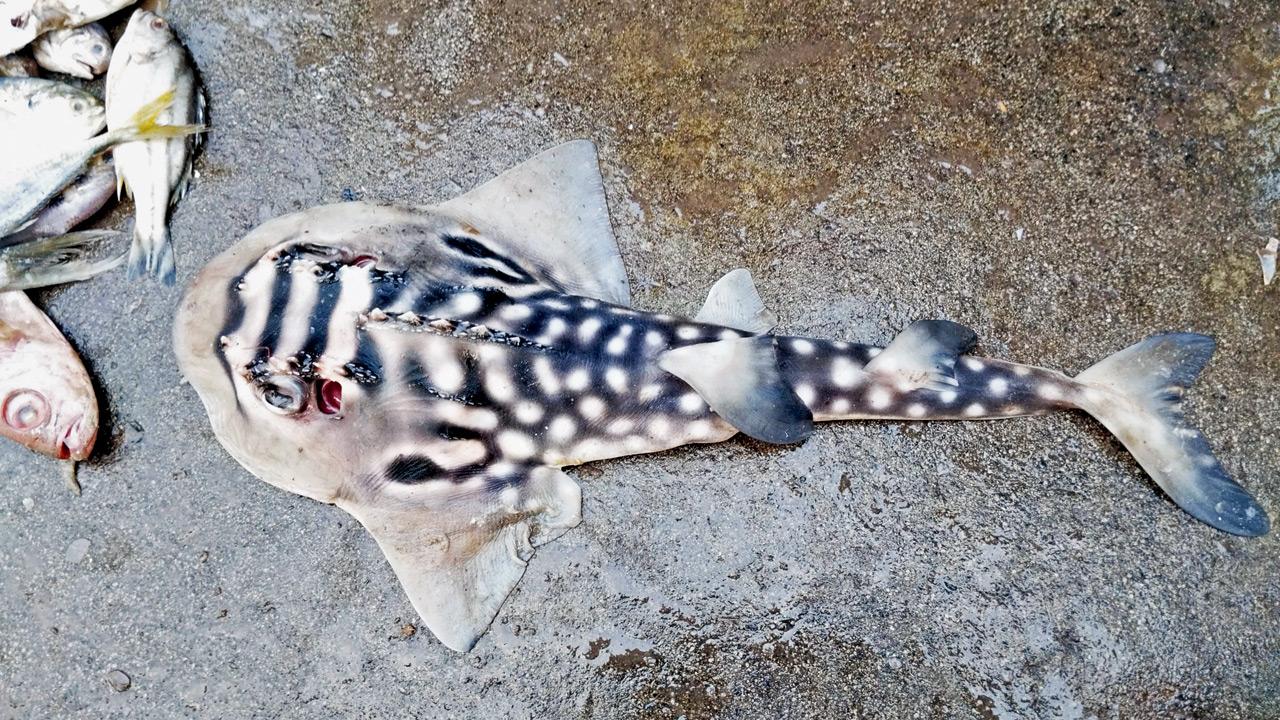 The black market beneath the blue: Inside Maharashtra’s illegal marine wildlife 