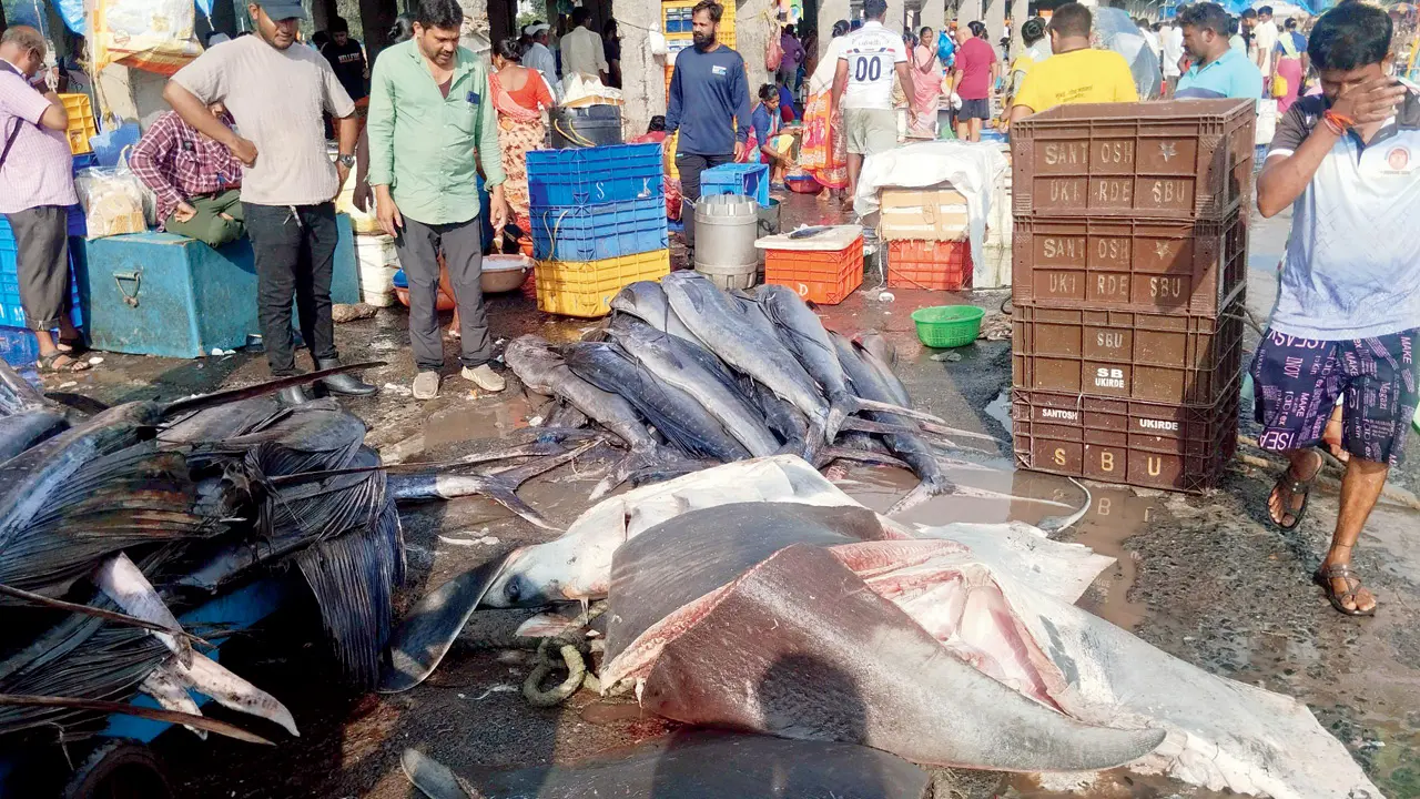 Protected marine species allegedly being sold at a Mumbai fish market. Pics/By Special Arrangement