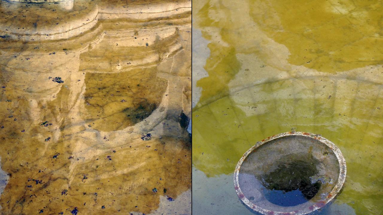 Algae in the fountain’s basin, which must be refilled every 15 days to prevent greening