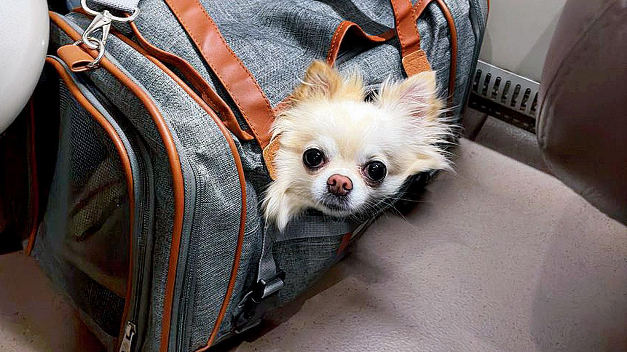 Figure out expenses, schedules, and support systems before embarking on co-parenting. Representational Pic/istock