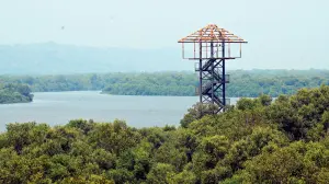 CM Fadnavis says, 'Govt to plant 300 crore trees over next seven years'