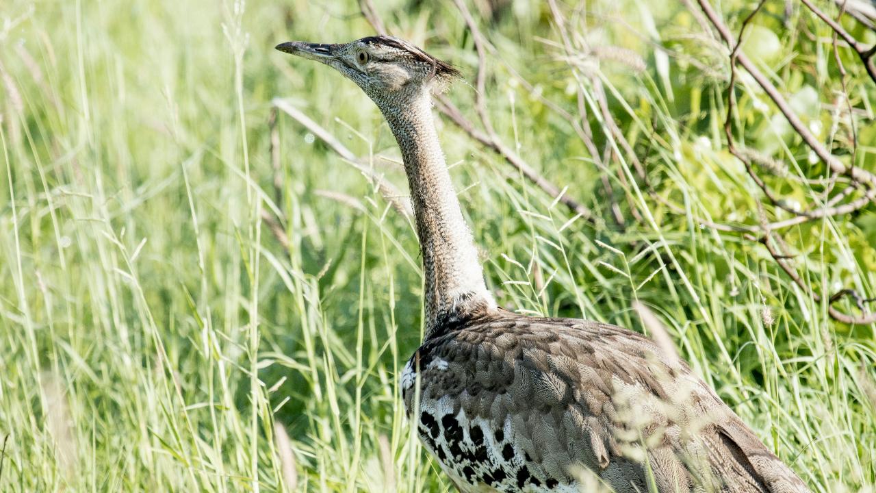 Great Indian Bustard chick born in Kutch after 10 years