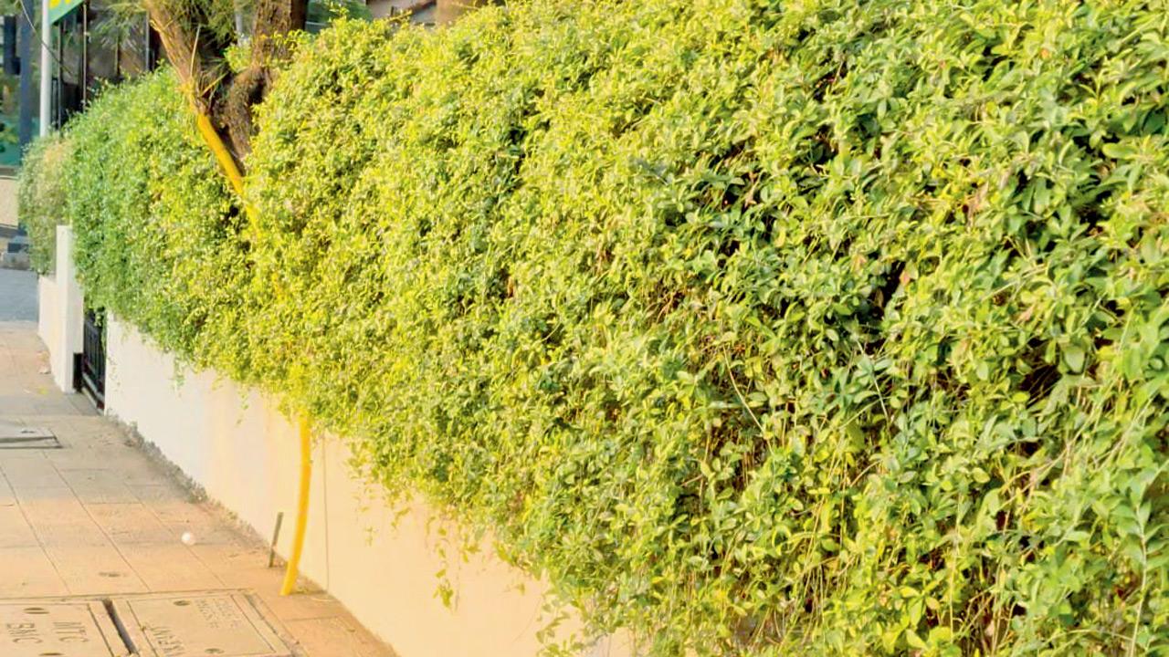 The Curtain Creeper at Amitabh  Bachchan’s house. Pics courtesy/Subhajit Mukherjee