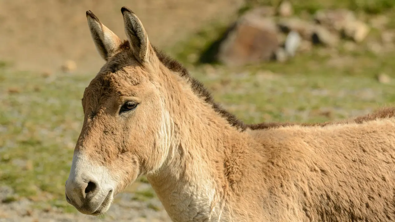 On Holi day, Beed village honours son-in-law with unique donkey procession
