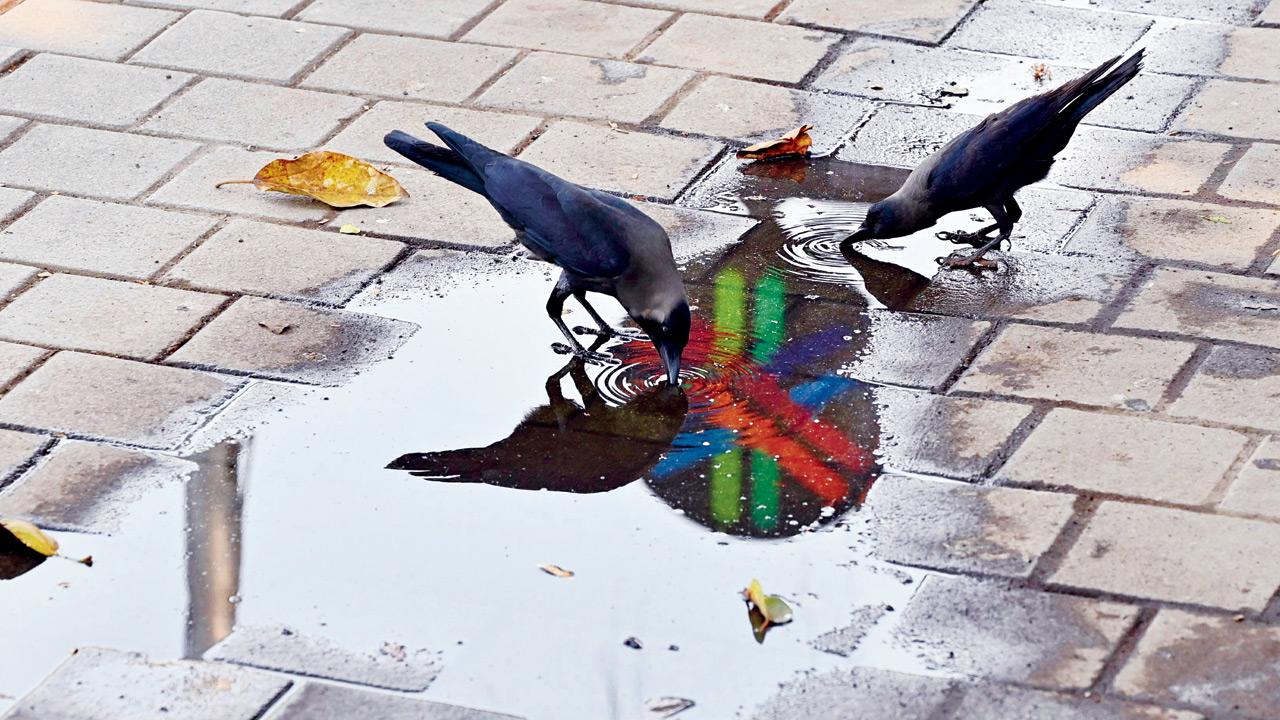 Crows quench their thirst with water accumulated on a footpath in Mumbai. PIC/SAYYED SAMEER ABEDI