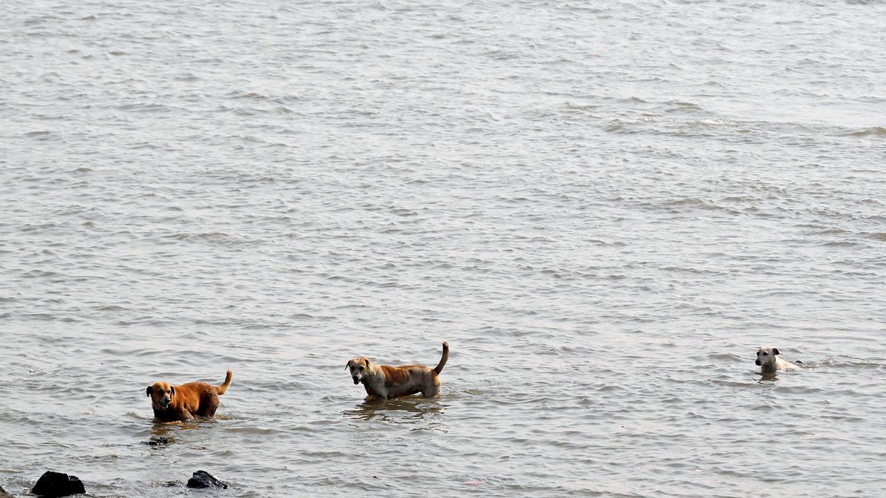 Street dogs cool themselves down in the Arabian Sea off Carter Road in Bandra West. PIC/ASHISH RAJE