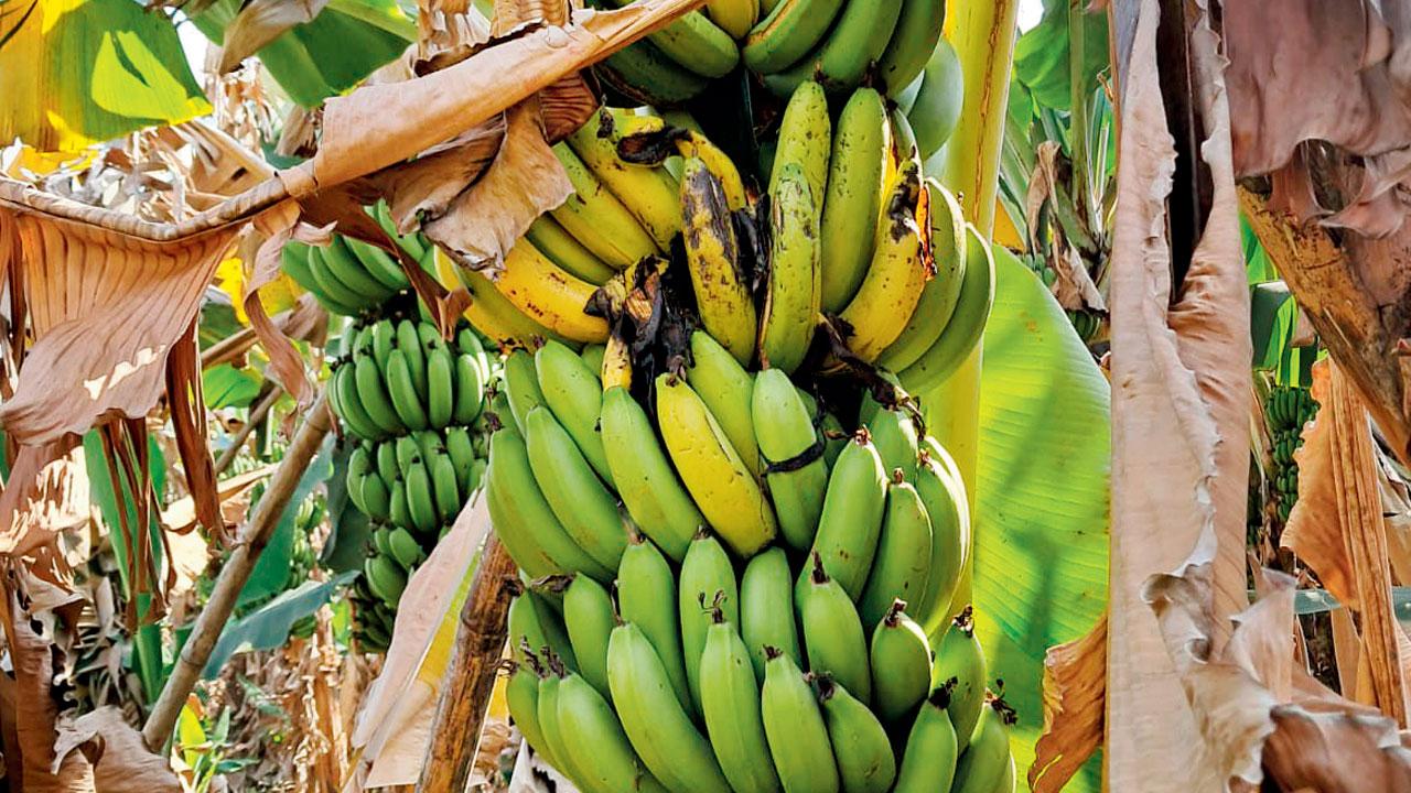 Overripe bananas remain on the trees. With no market to send them to, farmers are left in a state of agonising indecision