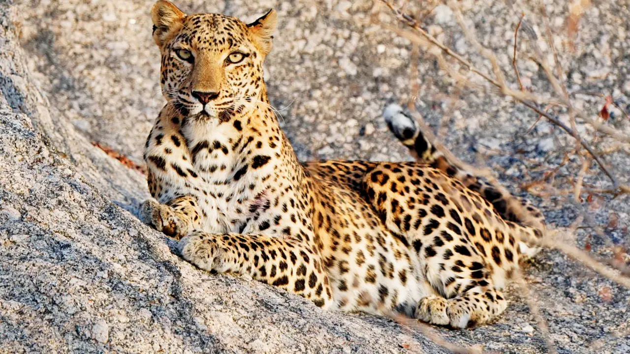 Turning conflict into opportunity: Maharashtra MLAs learn from Jawai leopards