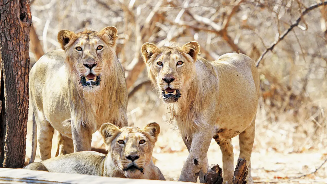 Every city needs a few lions Lions, National Geographic’s online resources say, require areas with reliable water sources, shade, and cover. None of these conditions match what the Byculla zoo offers. In pic, lions from Gir, Gujarat. Pic/istock