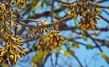 A Mahua tree in bloom. PICS COURTESY/PUGDUNDEE SAFARIS