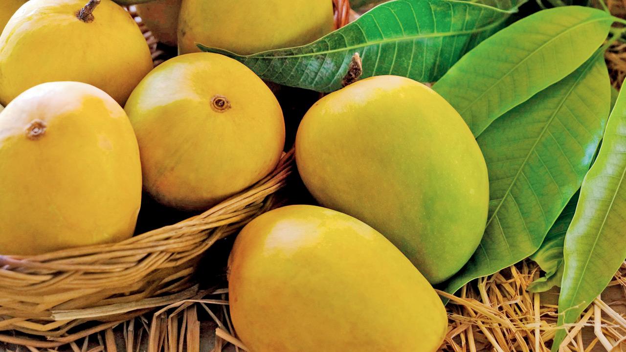 Not all that’s saffron is hapus: Mango shortage sparks ‘imposter’ Alphonsos