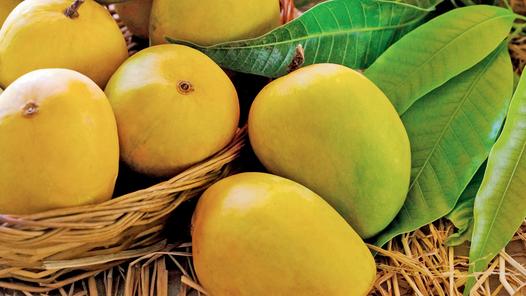 Not all that’s saffron is hapus: Mango shortage sparks ‘imposter’ Alphonsos