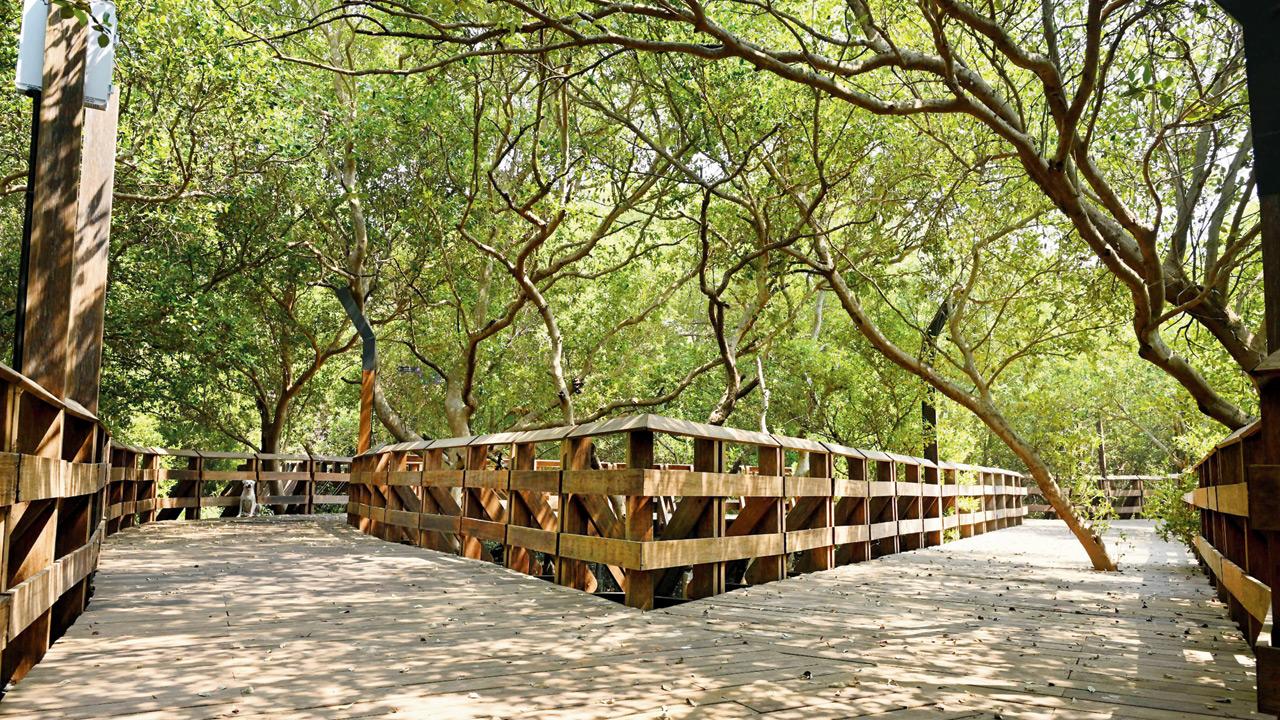 The 740-metre boardwalk winds through mangroves without felling trees