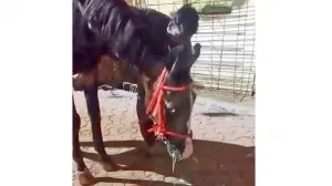Matheran’s horse clinic in shambles, no veterinarian for over 450 horses