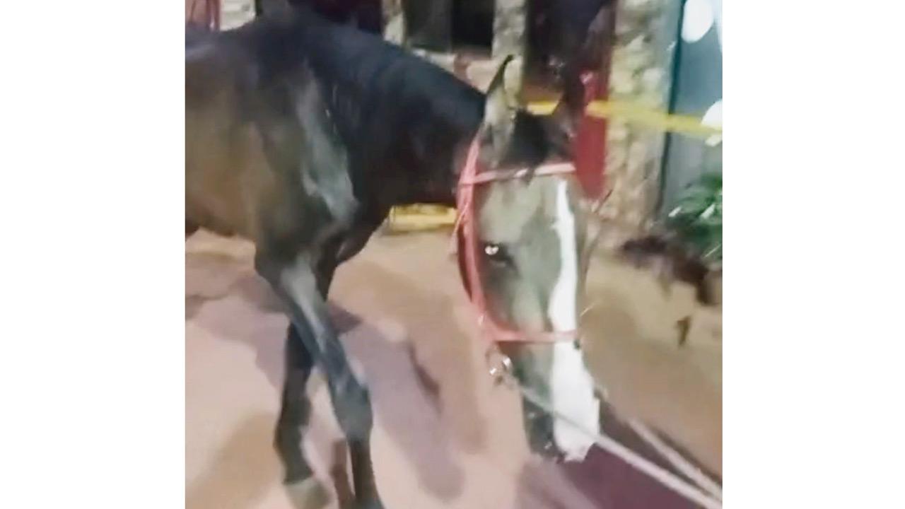 Dayavaan had become very weak. PIC/SPECIAL ARRANGEMENT