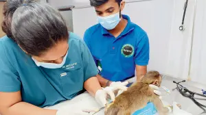 Forest department offers Rs 25,000 reward to catch Yeoor monkey arrow attacker