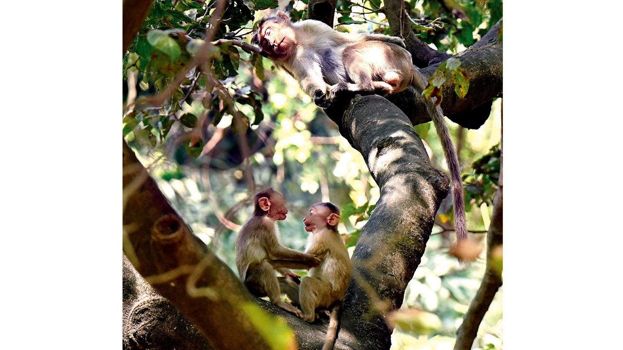 Mumbai Diary | Wednesday Dossier