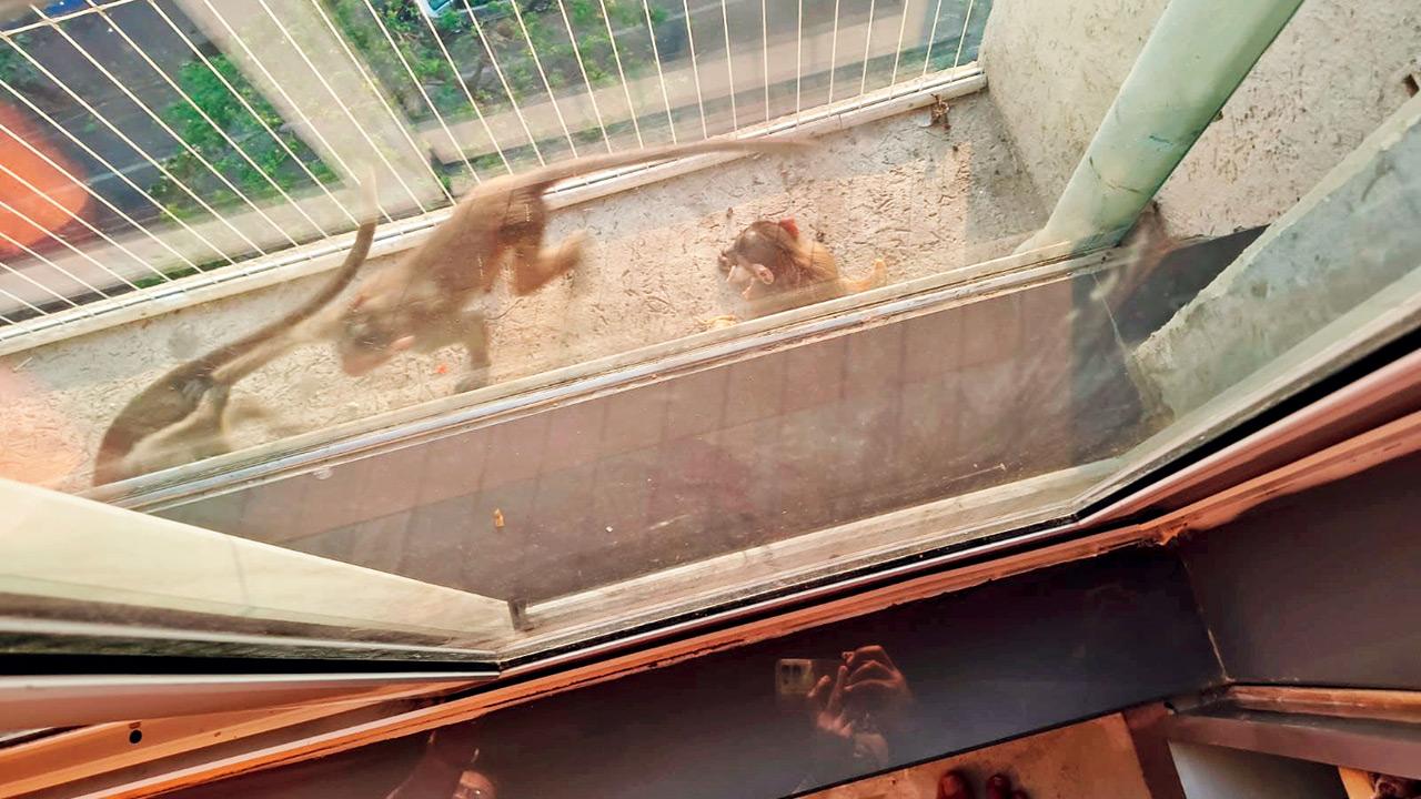 A monkey peers into a kitchen window at Shree Krupa building in Borivli East, where residents say animals frequently enter homes in search of food. Pics/By Special Arrangement