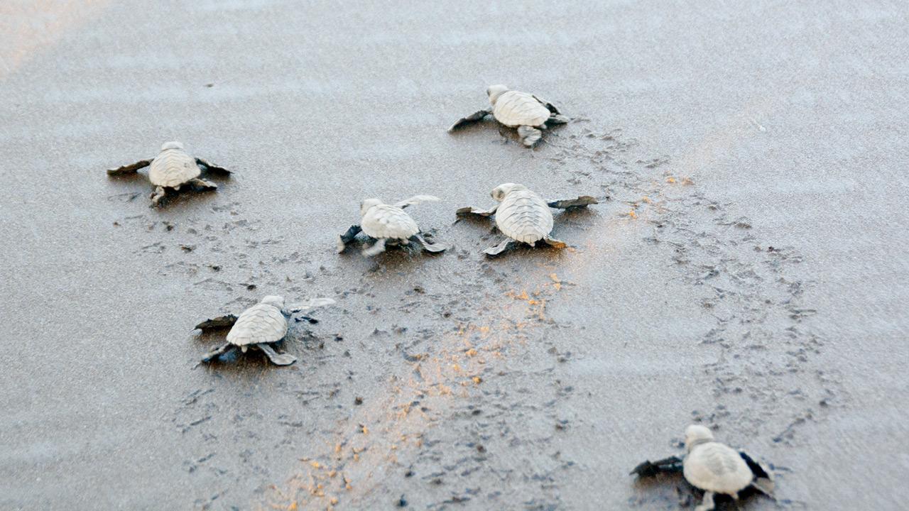 Olive Ridley hatchlings being released into the sea at Velas beach along Maharashtra’s Konkan coast. Pics/Satej Shinde