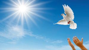 Embody the peace you want to see in the world