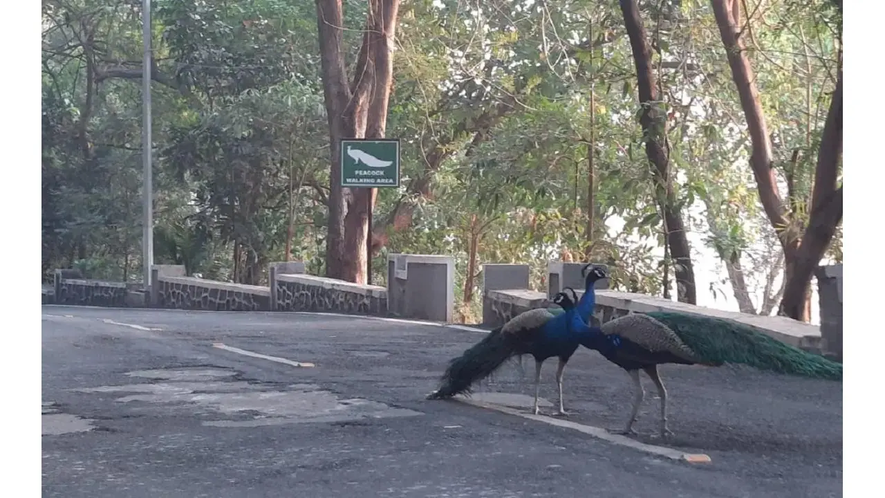 12 peacock carcasses found in tiger reserve buffer zone in Rajasthan's Bundi