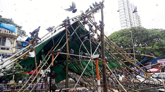 Kabutarkhanas closed, feeding zones ignored: Mumbai’s pigeon saga continues