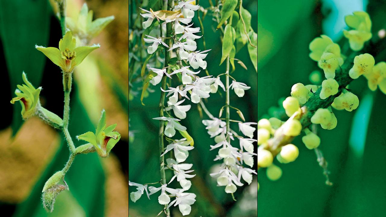 Dendrolirium lasiopetalum, Dendrobium aphyllum and Pomatocalpum spicatum