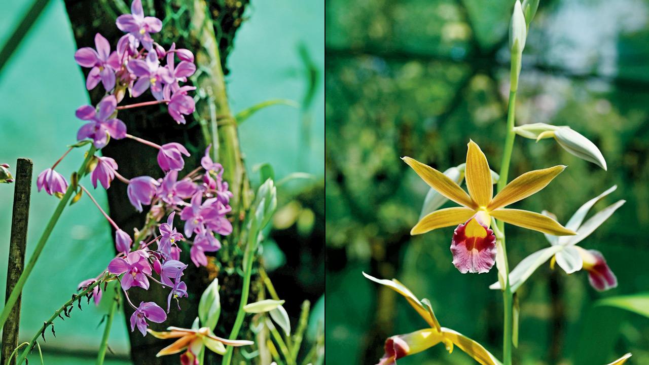 Spathoglottis plicata and Calanthe tankervilleae