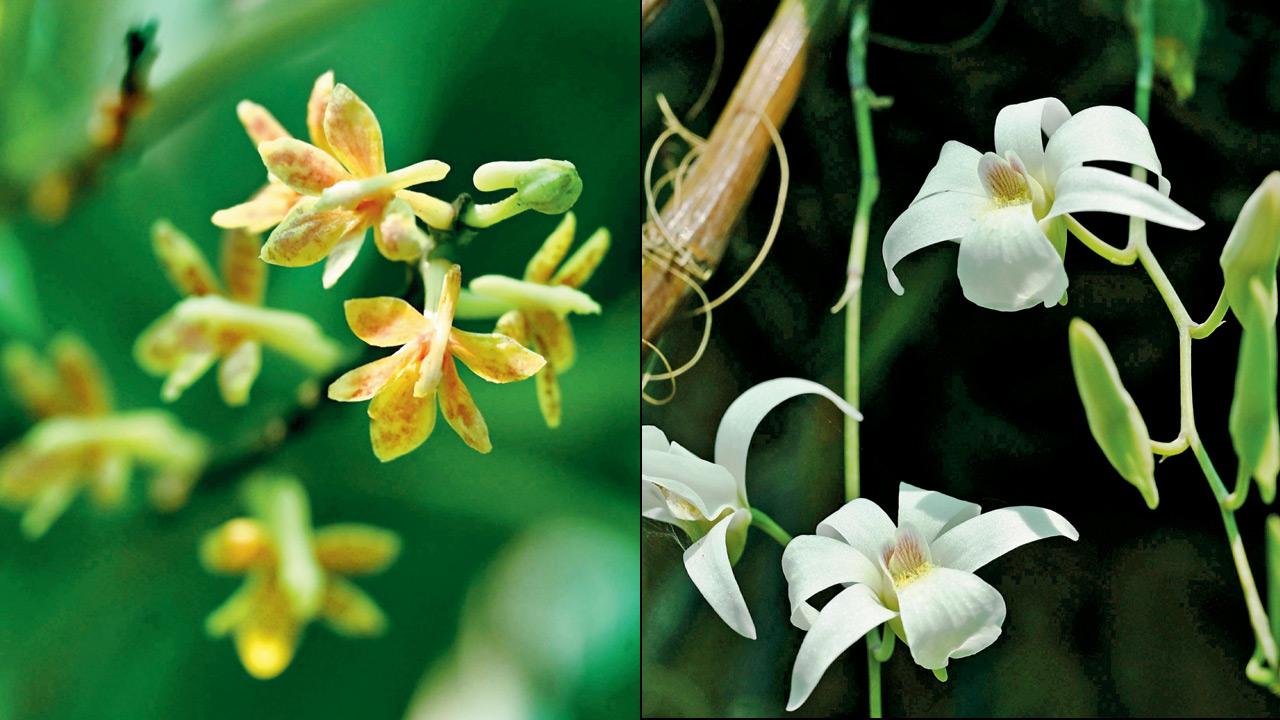 Dendrobium barbatulum and Acampe ochracea. PICS/SATEJ SHINDE