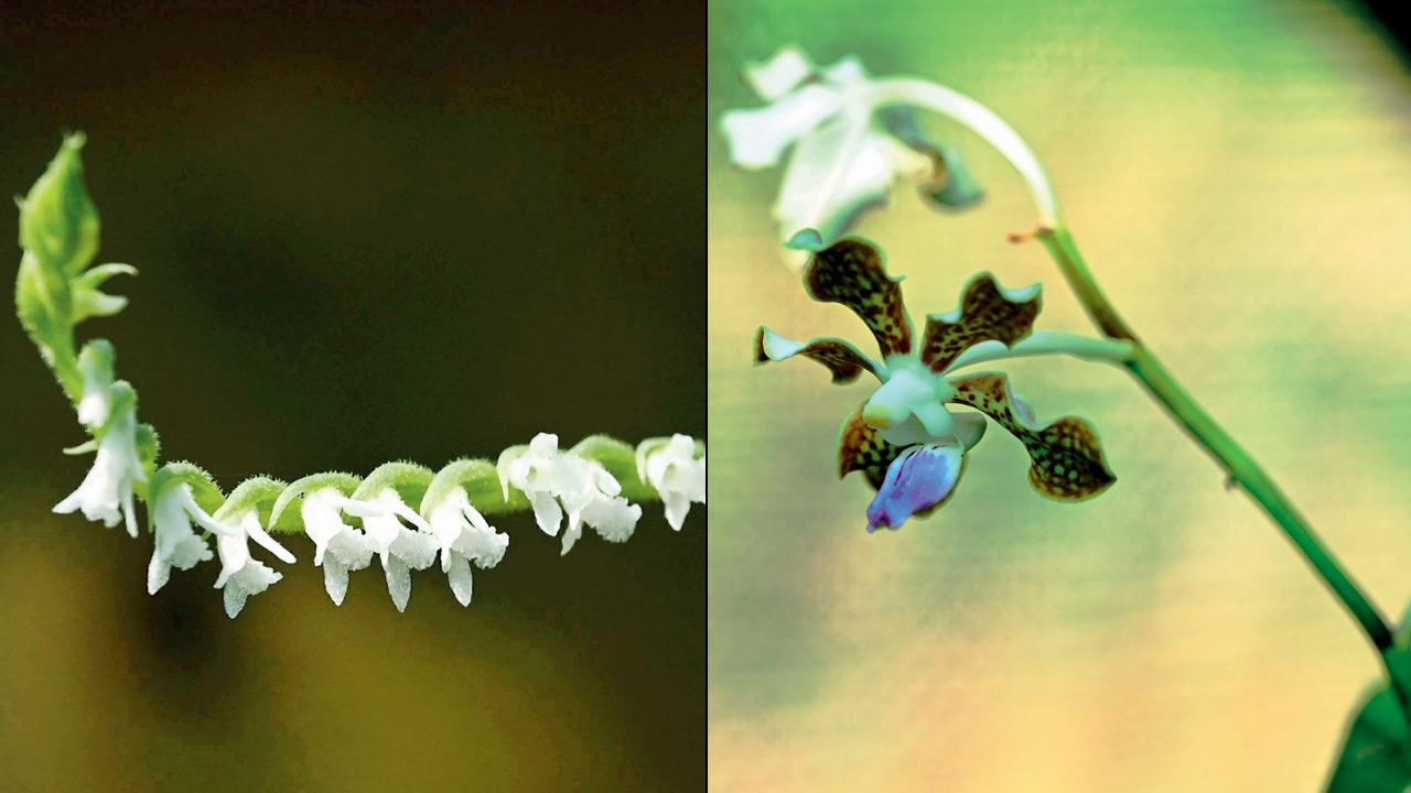 Spiranthus sp and Vanda tessellata