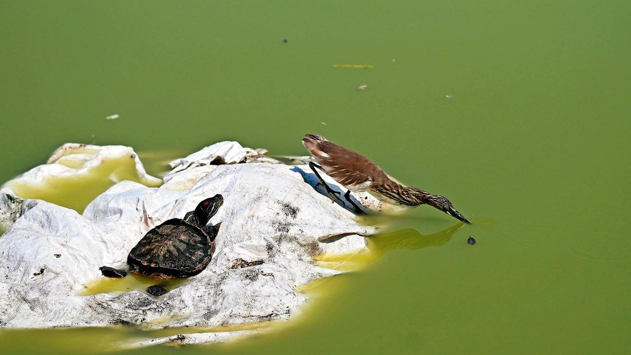 Mumbai Diary: Monday Dossier