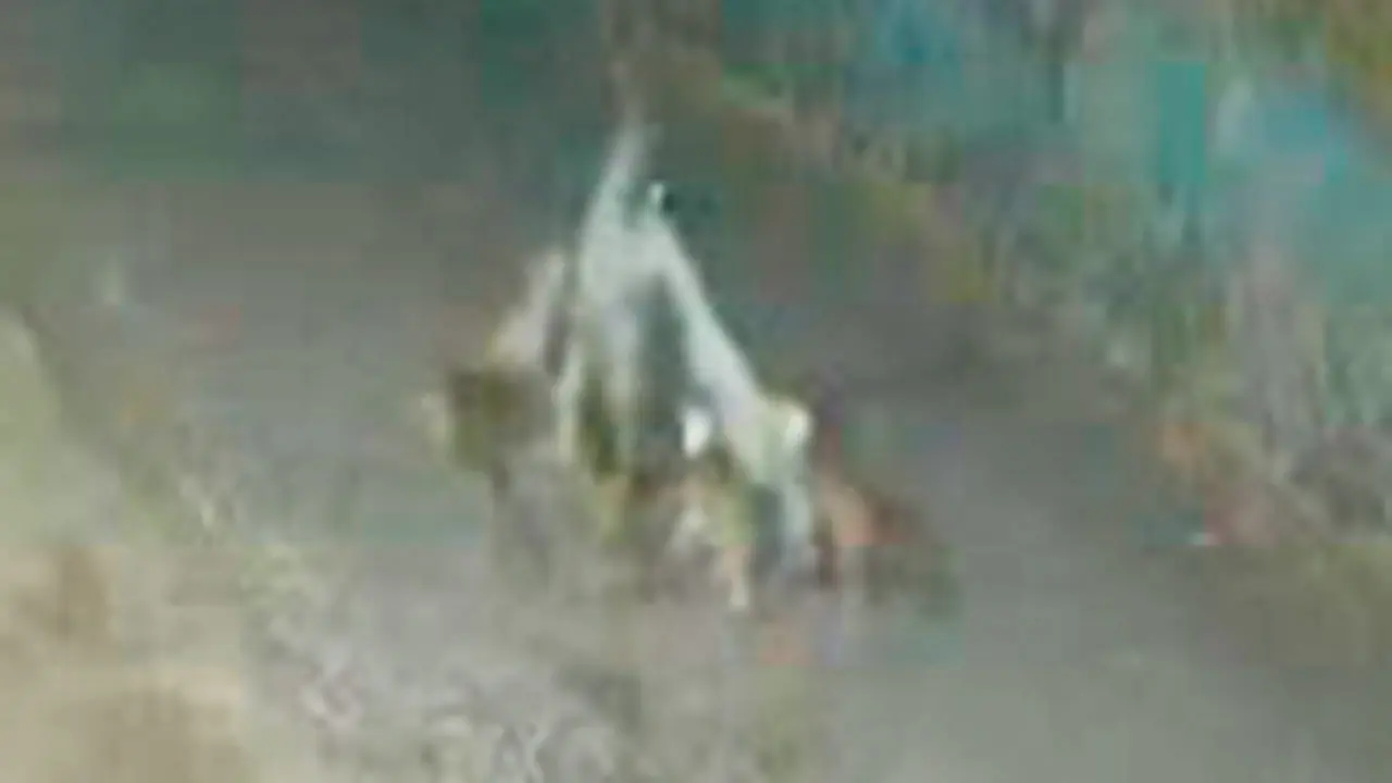 Woman mauled to death by stray dogs in Pune, ADR filed