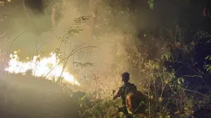 Mumbai: Over 10 forest fires reported in SGNP ranges