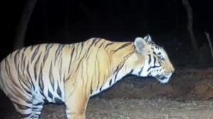 IN PHOTOS: New male tiger spotted in Maharashtra's Sahyadri Reserve