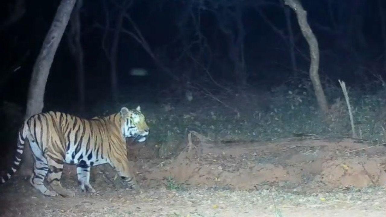 With this addition, the total tiger count in the Sahyadri landscape now stands at seven (T1 – Senapati, T2 – Subhedar, T3 – Baji, T4 – Chanda, T5 – Tara, T6 – Hirkani, and T9 – Shiledar)