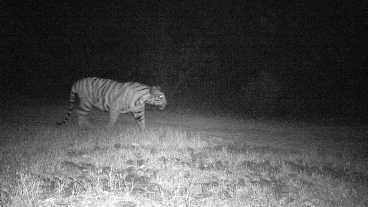 Chavan termed the development “extremely encouraging” for the Sahyadri landscape. Honorary Wildlife Warden Rohan Bhatte said the growing tiger numbers underline the region’s rich biodiversity. He noted that wildlife corridors connecting Radhanagari and the Tilari-Dodamarg forest areas are playing a crucial role in facilitating tiger movement and breeding
