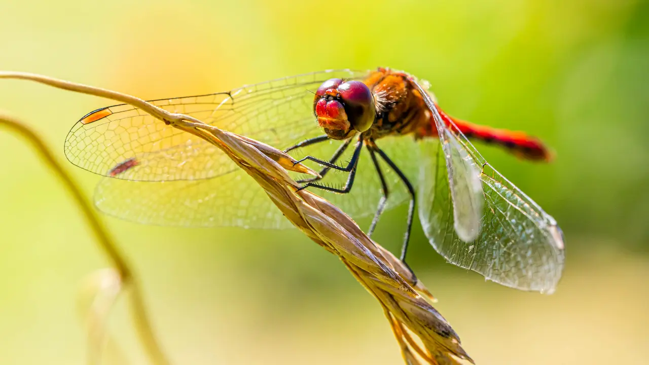Sikkim University discovers 11 new species of dragonflies in state's Himalayas