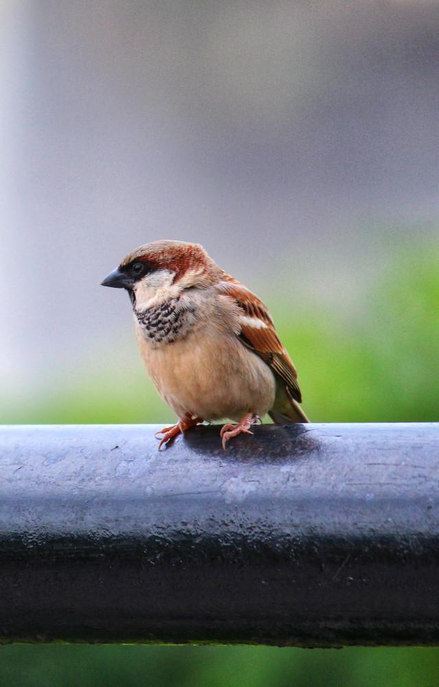 World Sparrow Day 2026: 5 fascinating facts about the bird