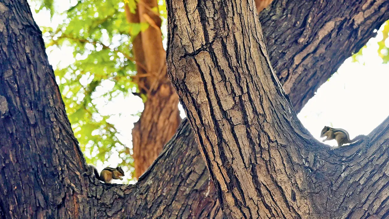 Mumbai Diary: Tuesday Dossier