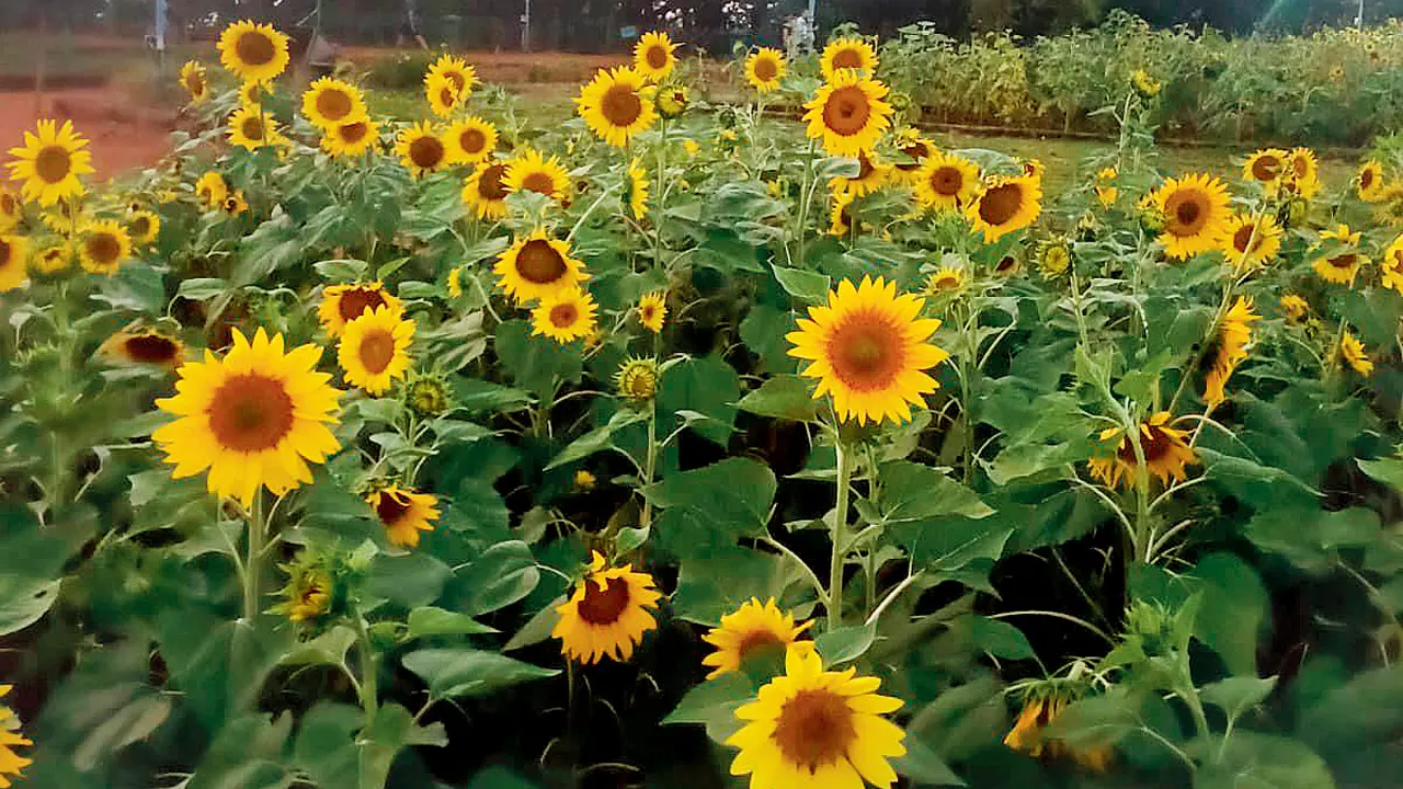 The sunflowers in full blom at Hanging Gardens in Malabar Hill.  Pic courtesy/Hanging gardens