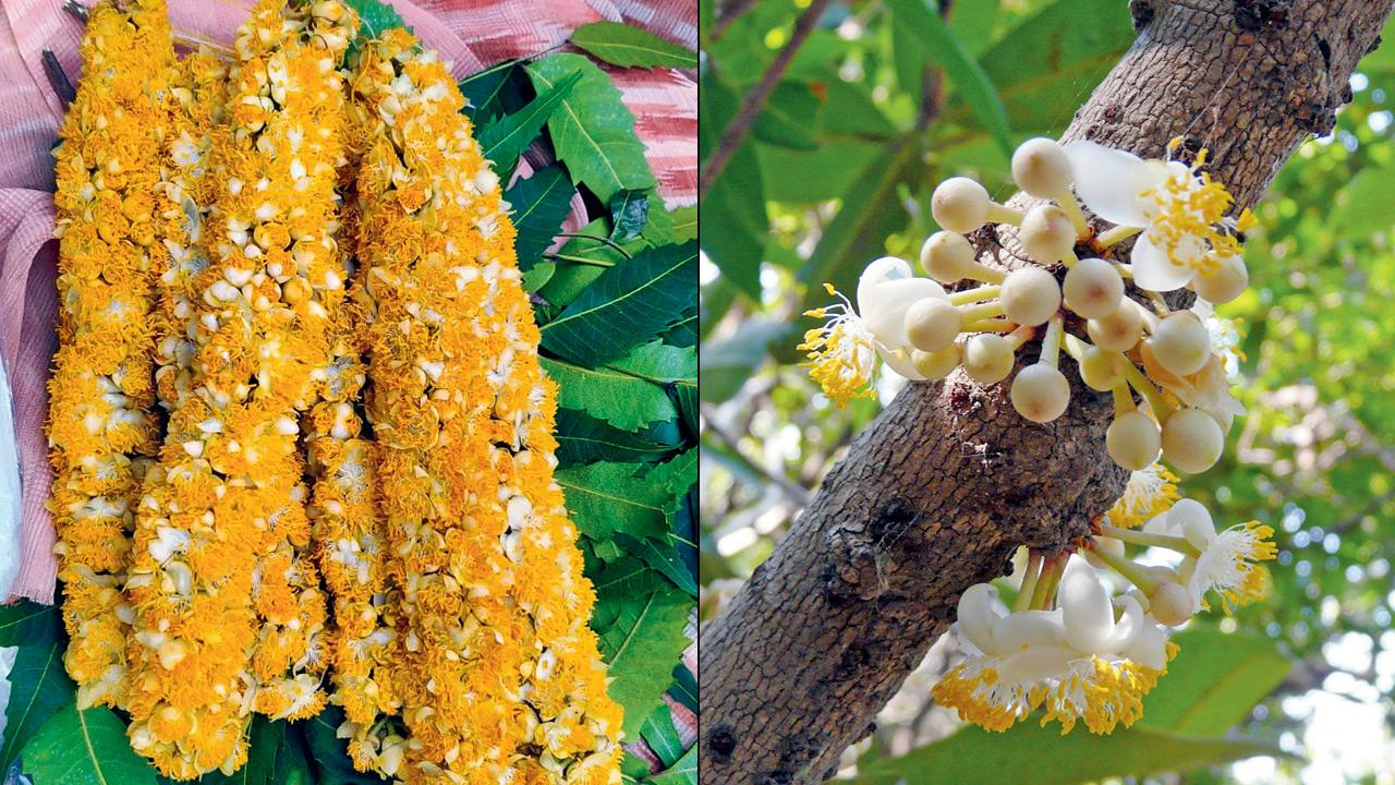 Surangi (right) a bloom in Goregaon. Pics courtesy/SHARDUL BAJIKAR, DINESH VALKE