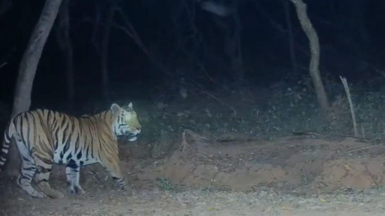The tiger has been officially coded STR T9. Speaking about the sighting, STR Field Director Tushar Chavan said, “The tiger STR T9 has been captured in multiple camera traps over the past two months inside Chandoli National Park. Several photographs and videos have documented his movement in the area. Currently, T9 is frequently moving within the territory of tigress T5 (Tara). Local guides have named the new entrant ‘Shiledar’
