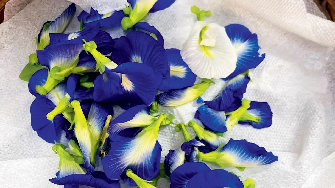 BMC initiative bears fruit as Matunga school’s terrace garden become organic hub