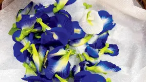 BMC initiative bears fruit as Matunga school’s terrace garden become organic hub