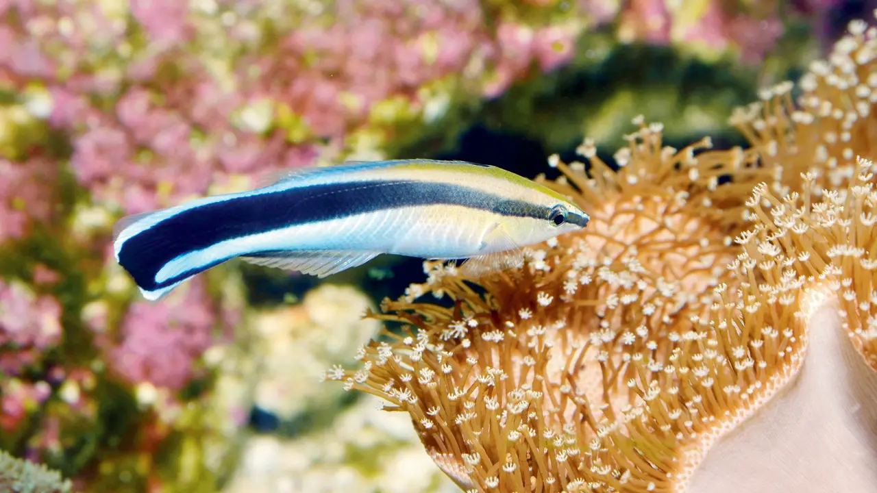 Tiny fish stun scientists with mammal-like intelligence