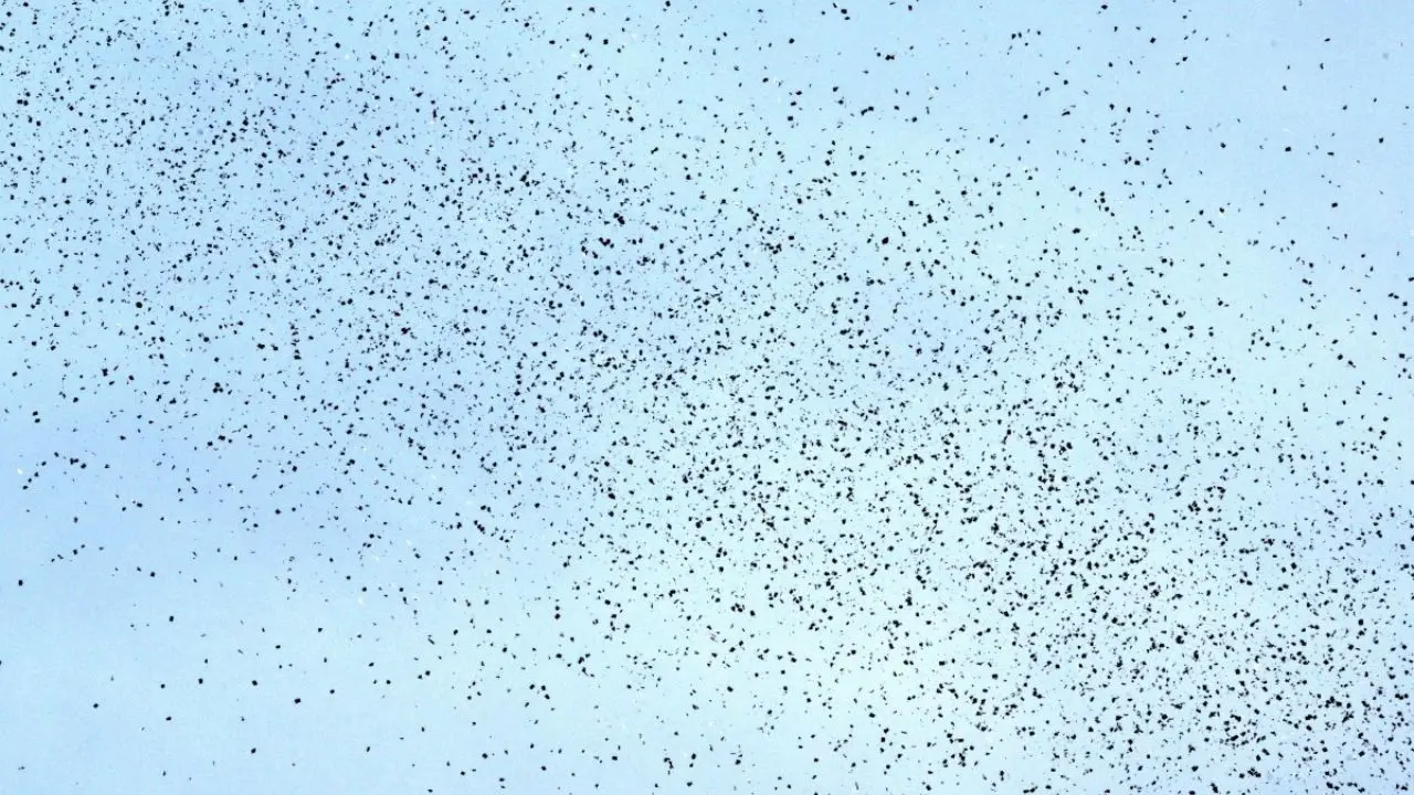 Meanwhile, Israeli planes dropped flyers over Beirut on Friday. Israel's Defence Minister said Lebanon will suffer increasing damage to its infrastructure as Israel targets Hezbollah, after the military destroyed a bridge over the southern Litani river.