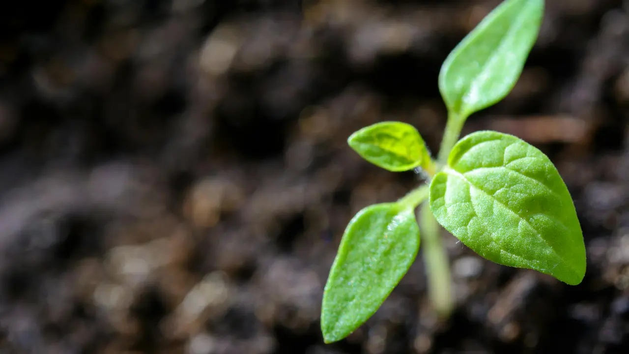 Varanasi sets new Guinness World Record for planting 2.5 lakh trees in one hour